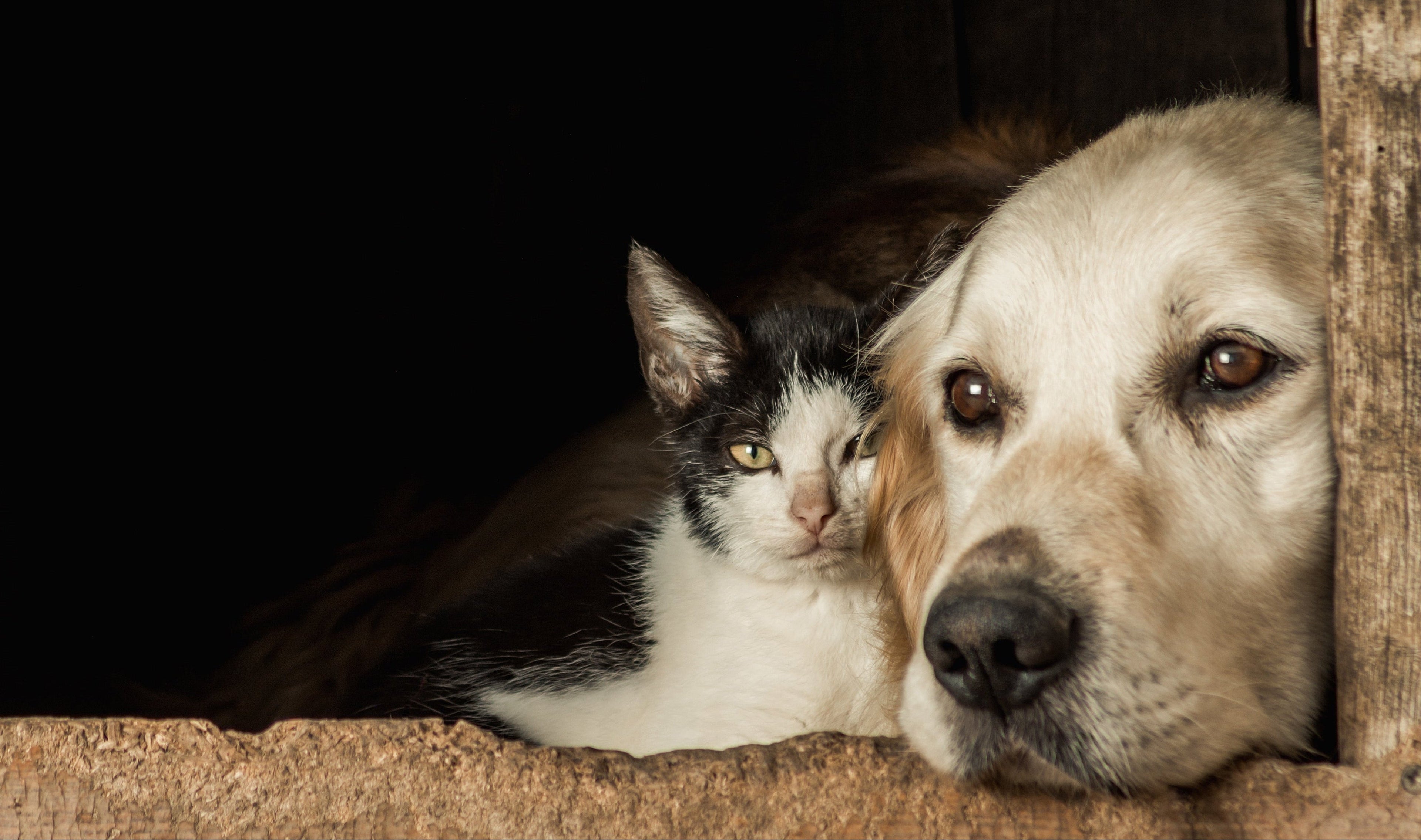 cani e gatti detersione